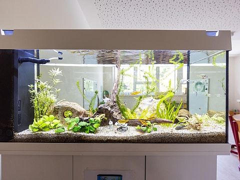 Großes Aquarium mit Fischen