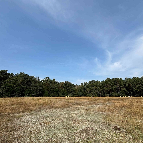 Kinder laufen auf einer Wiese bei blauem Himmel und Sonnenschein umher